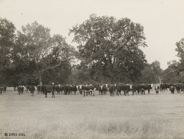 [Cattle on Cone Ranch near Red Bluff]
