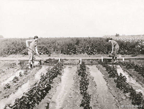 Women tending garden