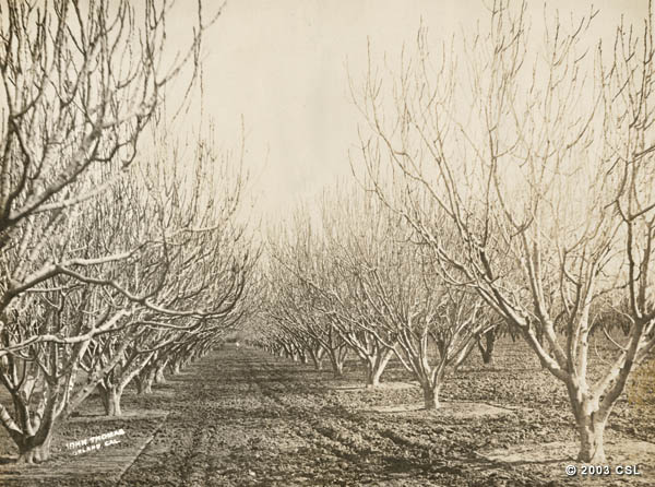 [Fig orchard]