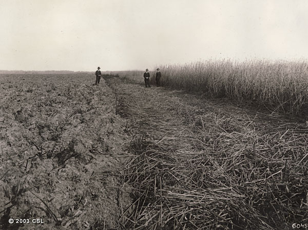 [Three men in a field]