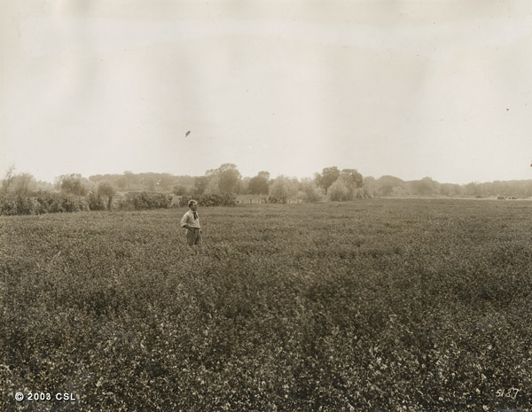 [Grain field]