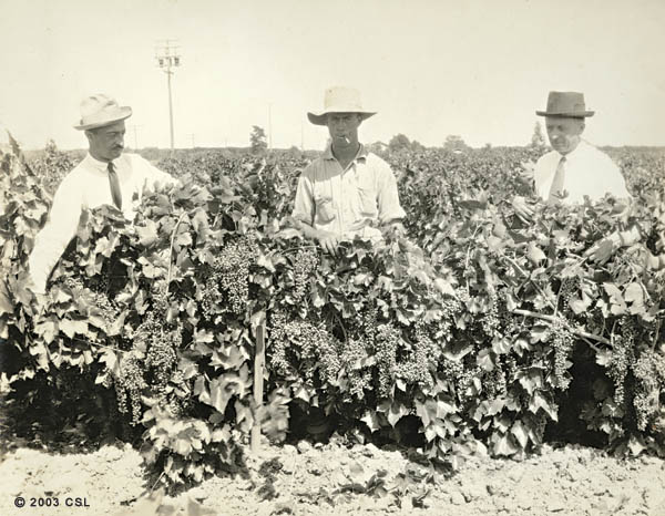 [Men posed with grapes on grapevines]